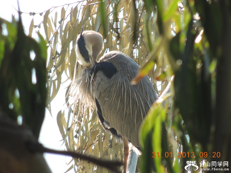 bird 183_.jpg
