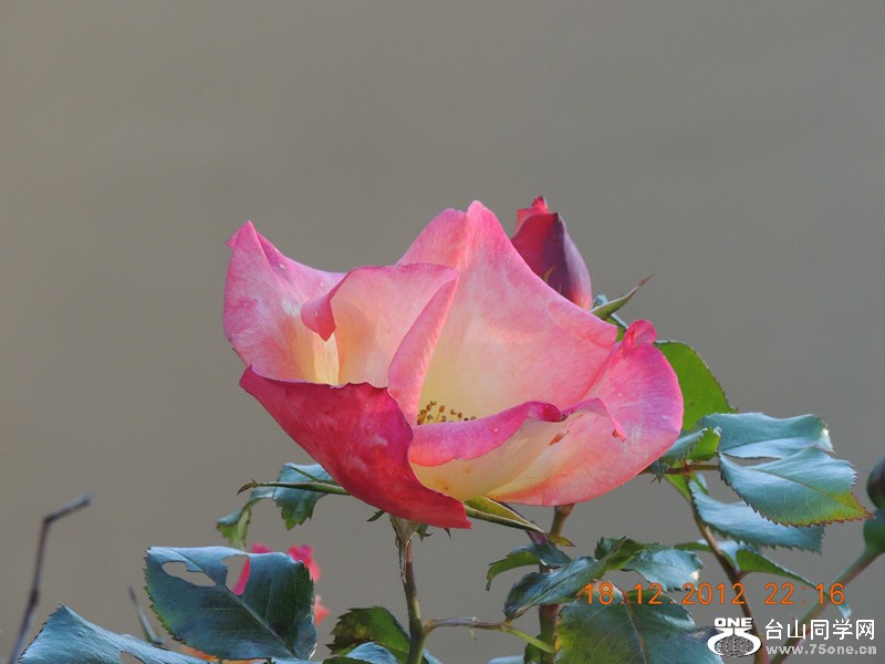 flower 271_.jpg
