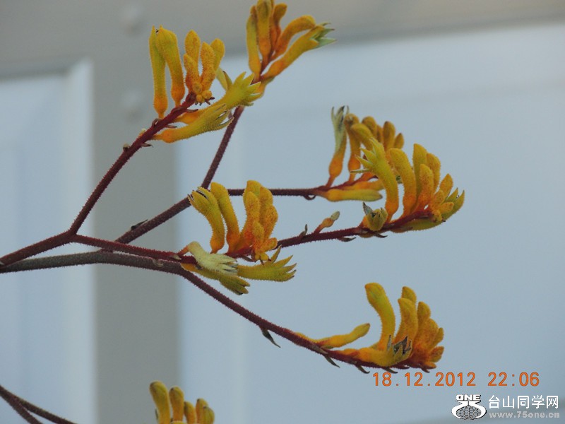 flower 255_.jpg