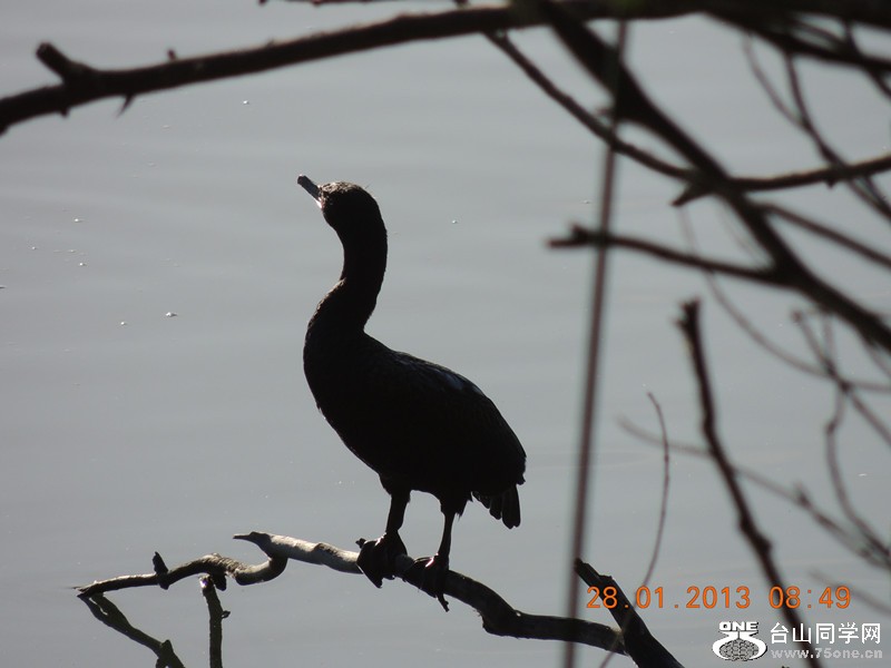 bird 149_.jpg