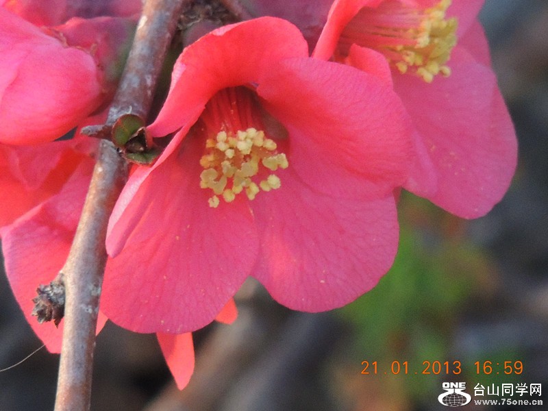 flower 018_.jpg