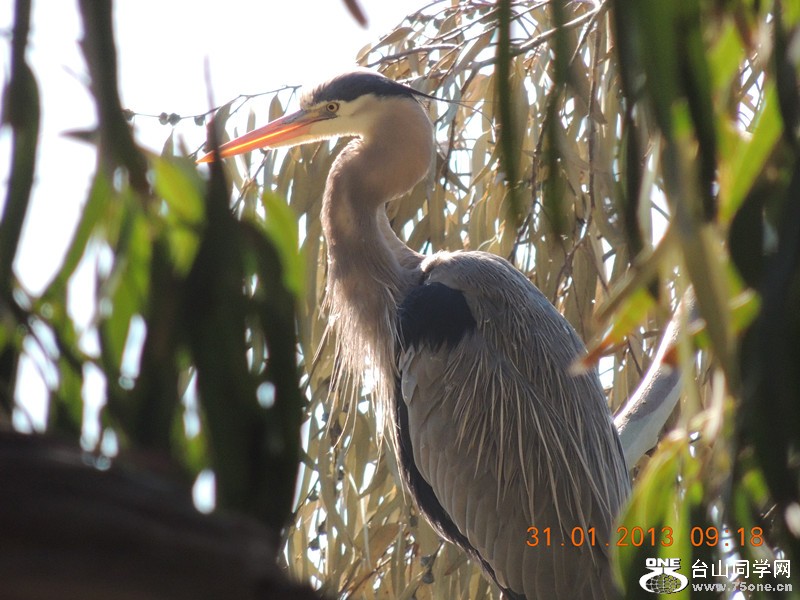 bird 172_.jpg