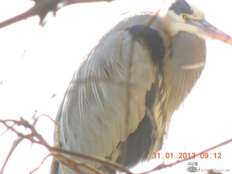 bird 167_.jpg