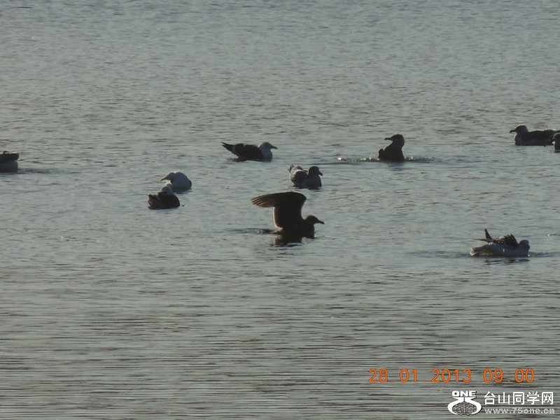 bird 156_.jpg
