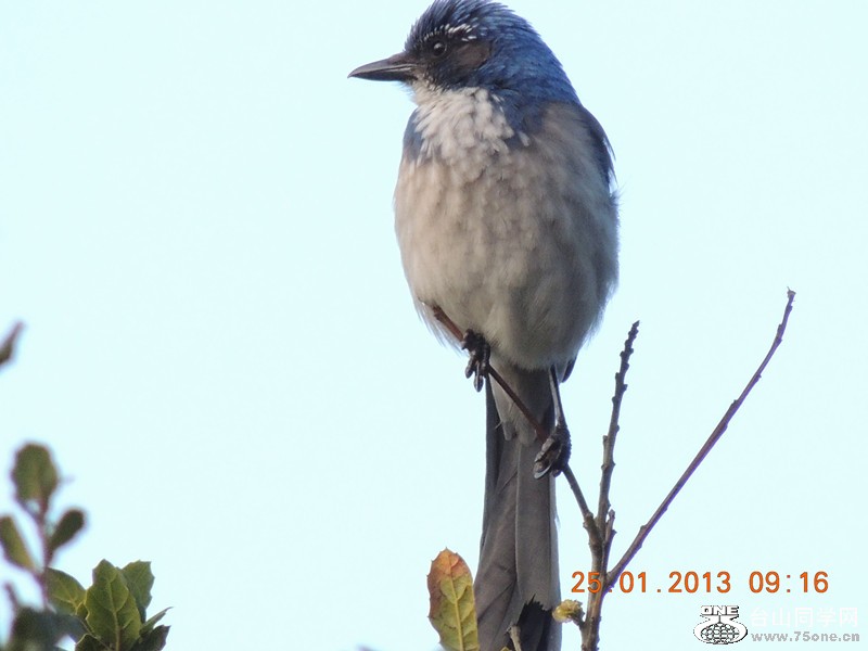 bird 116_.jpg