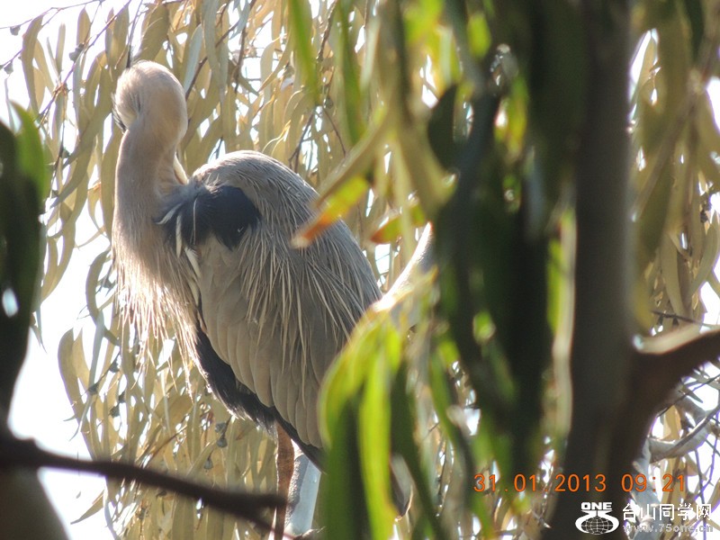 bird 198_.jpg