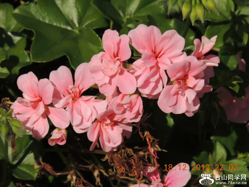 flower 246_.jpg