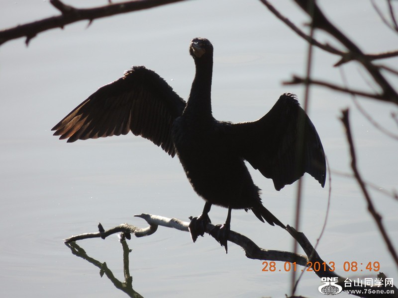 bird 145_.jpg
