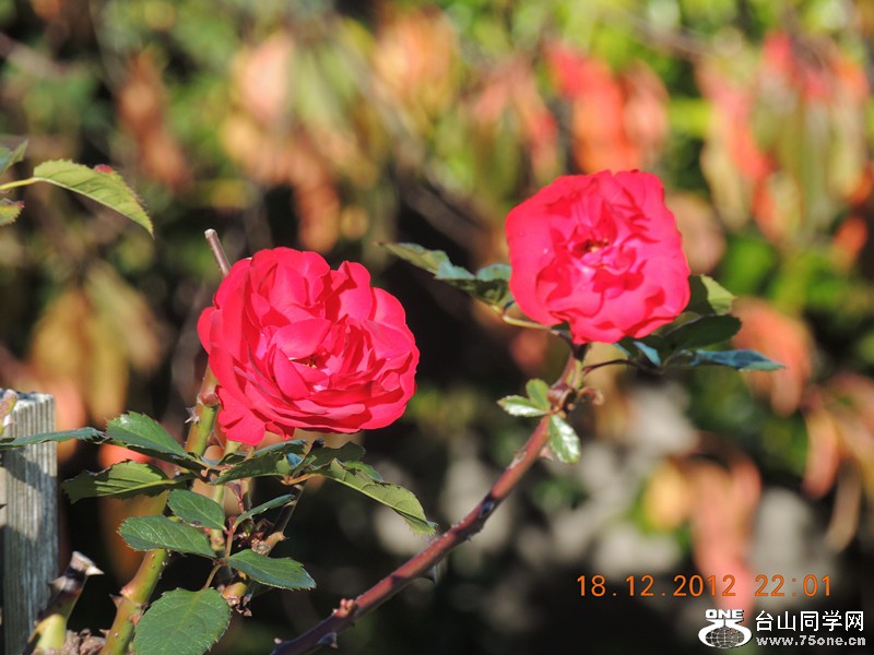 flower 242_.jpg