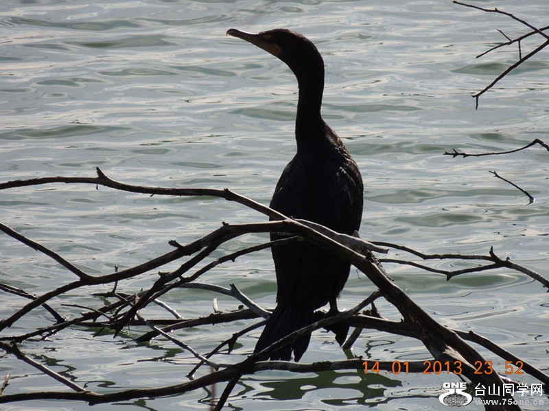 bird 083_.jpg