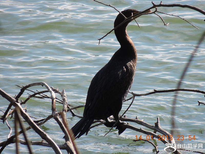 bird 096_.jpg