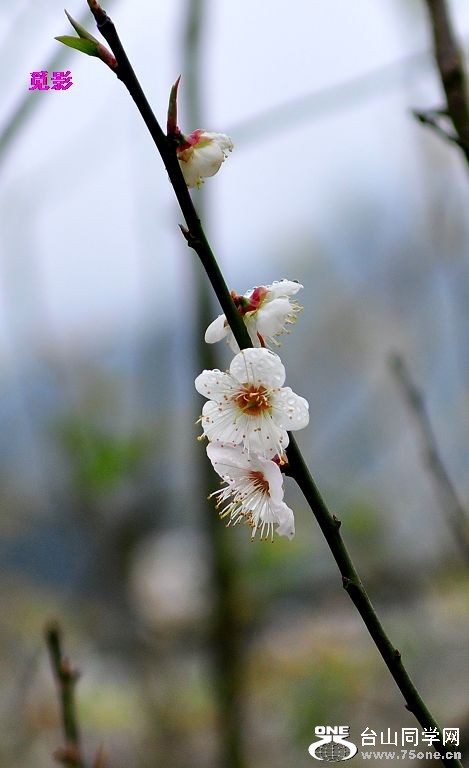DSC_97723.JPG