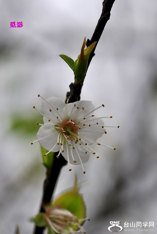 DSC_98019.JPG