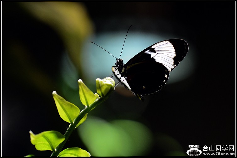 DSC_9893.JPG
