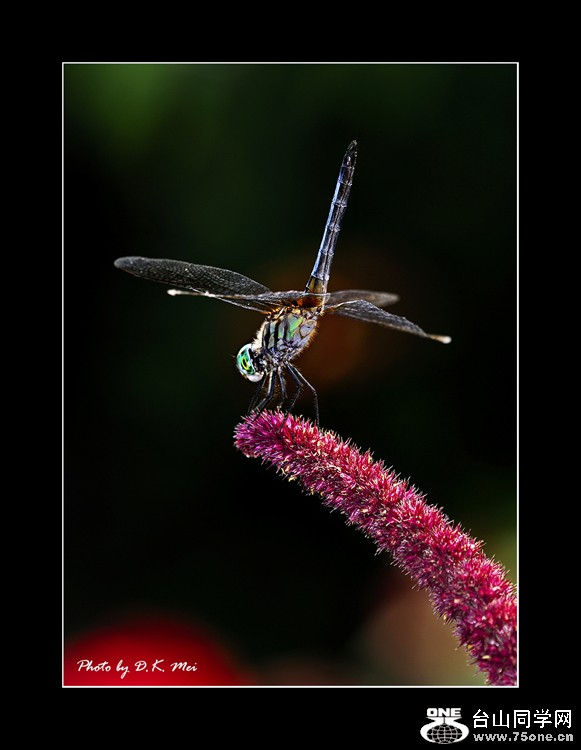 Dragonfly 2.jpg