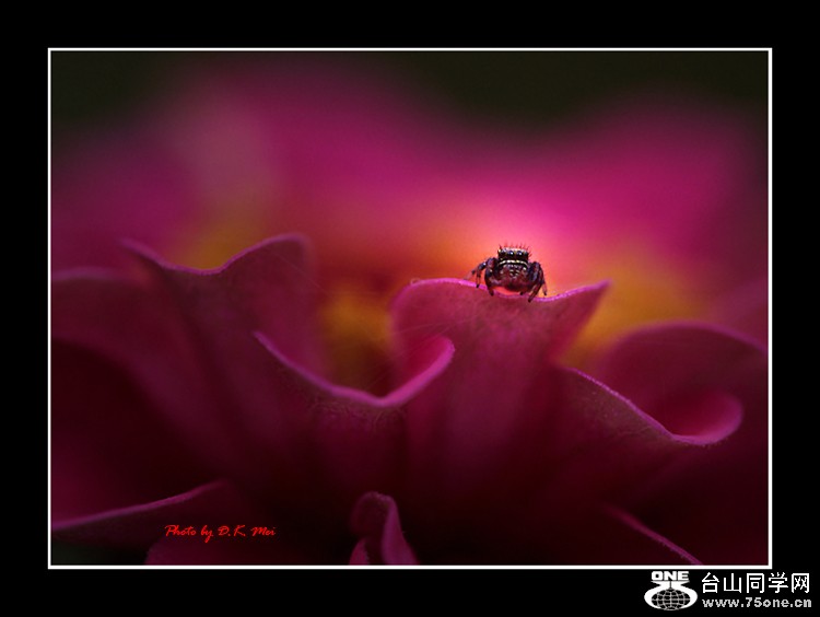 Flower Guard.jpg