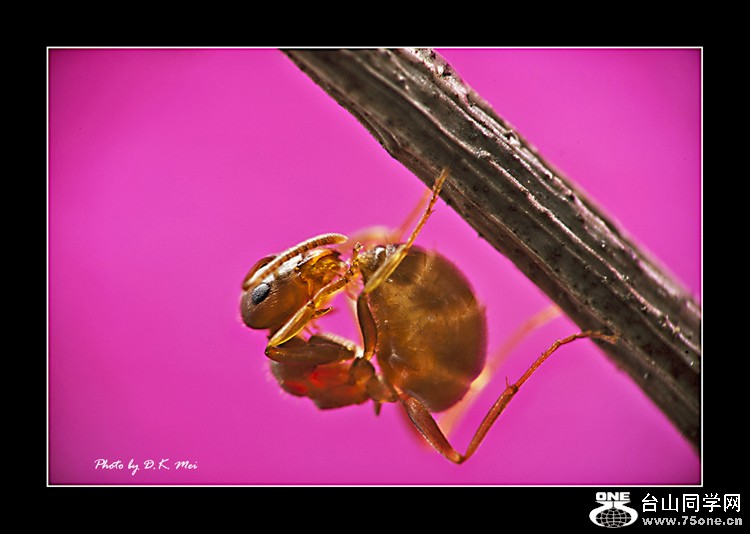 DSC_0130C.jpg