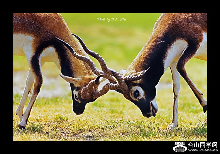 Deers.jpg