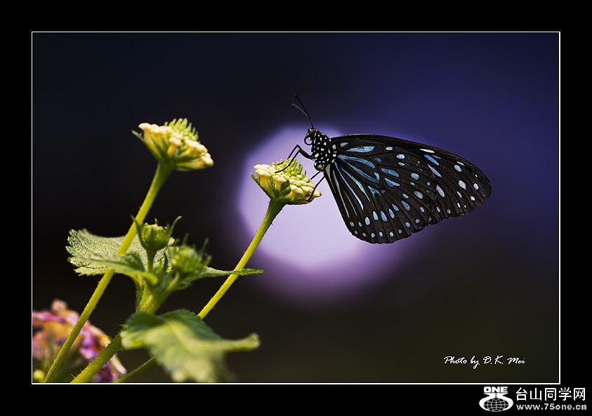 DSC_4901C.jpg