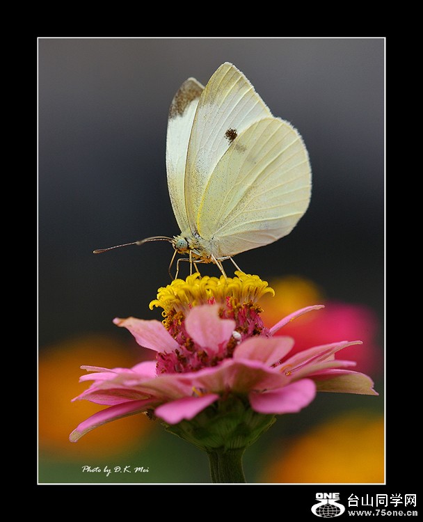 Butterfly 2A.jpg