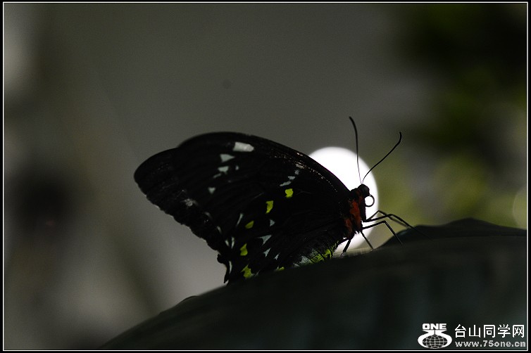 DSC_9932.JPG