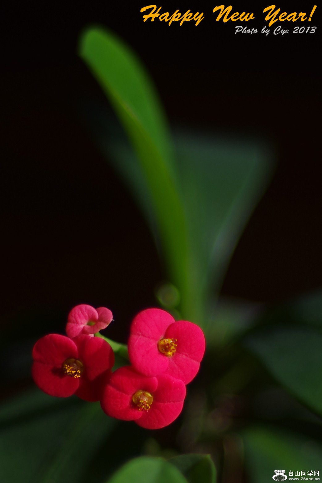 IMGP2914 - a.jpg