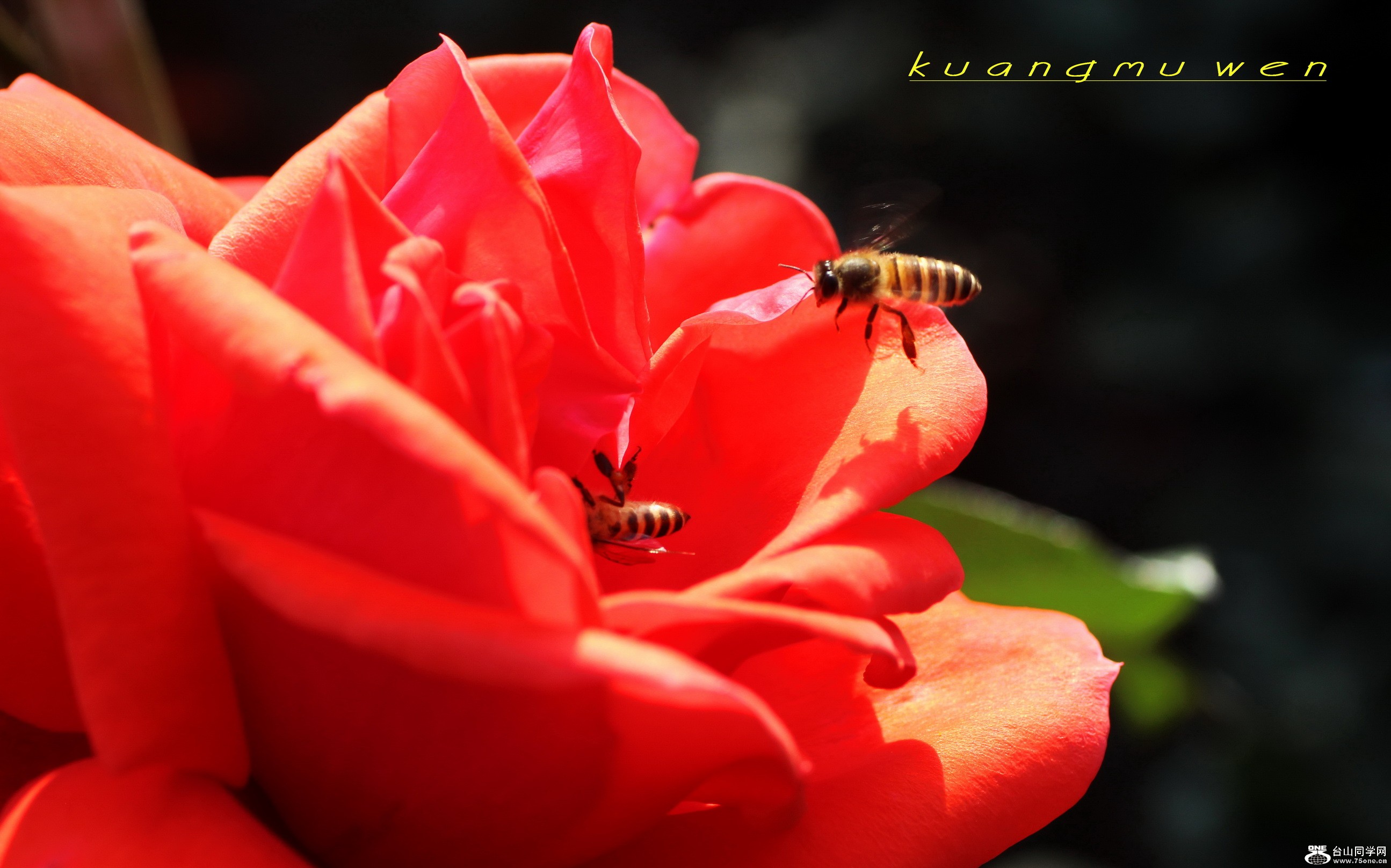 IMG_7733_С.jpg