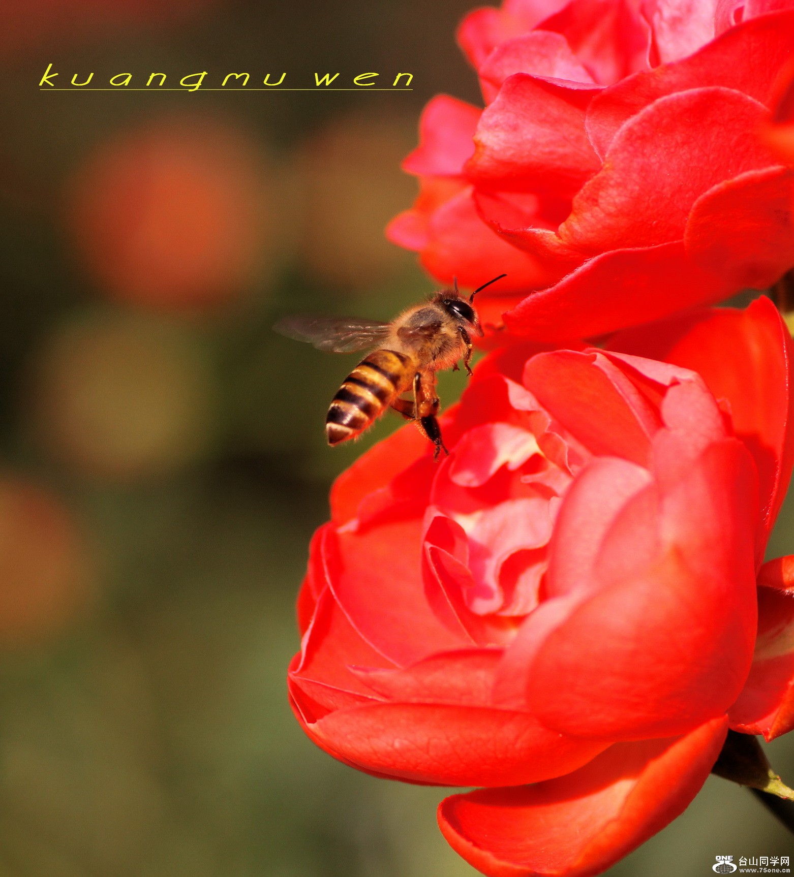 IMG_7768_С.jpg