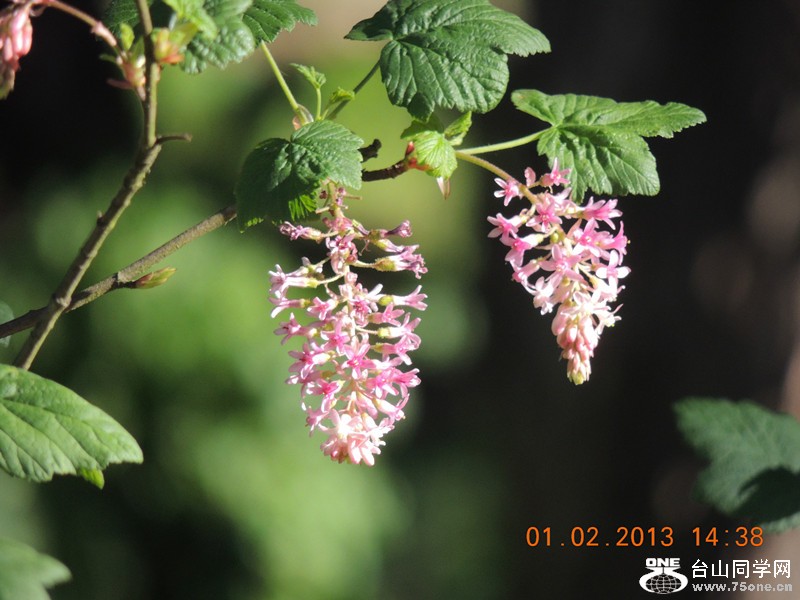 flower 191_.jpg