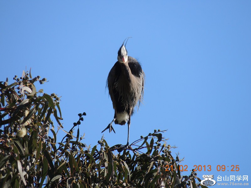 bird 932_.jpg