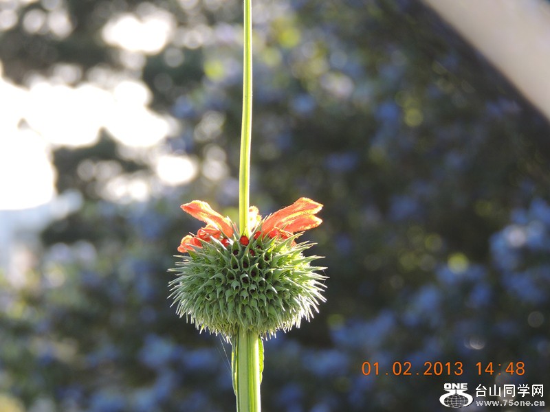 flower 199_.jpg