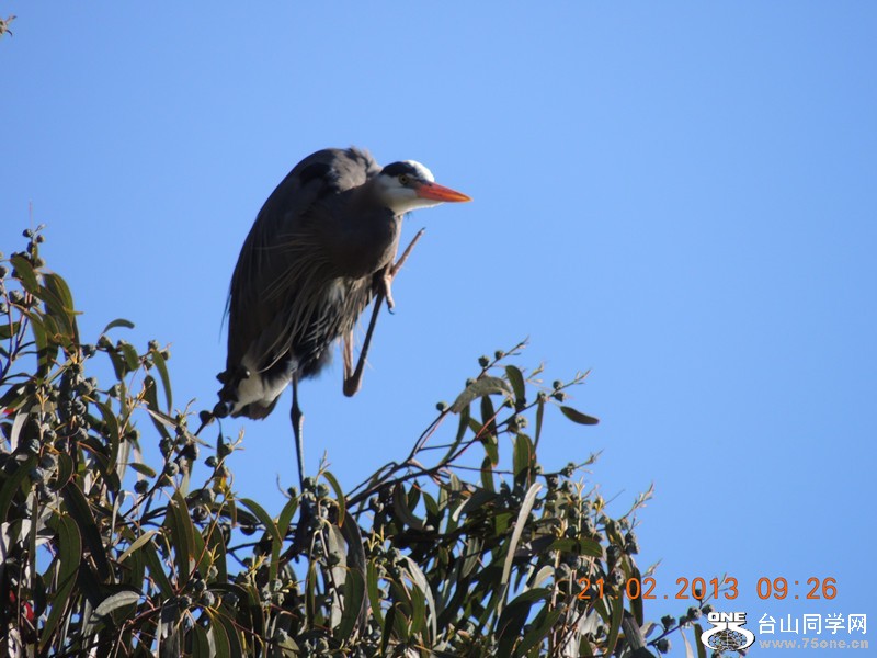 bird 935_.jpg