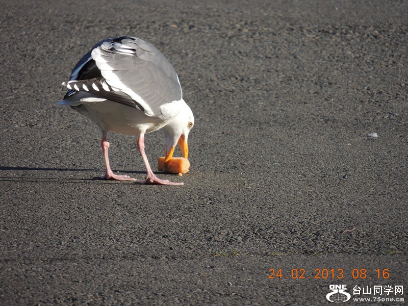 bird 1026_.jpg