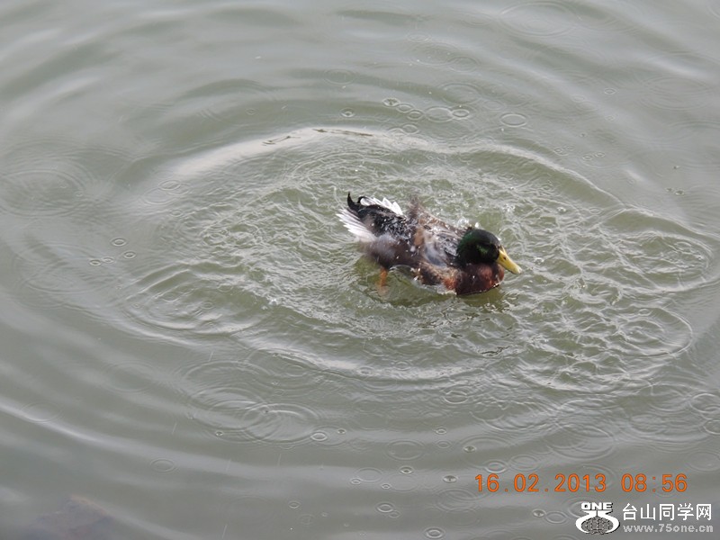 bird 684_.jpg