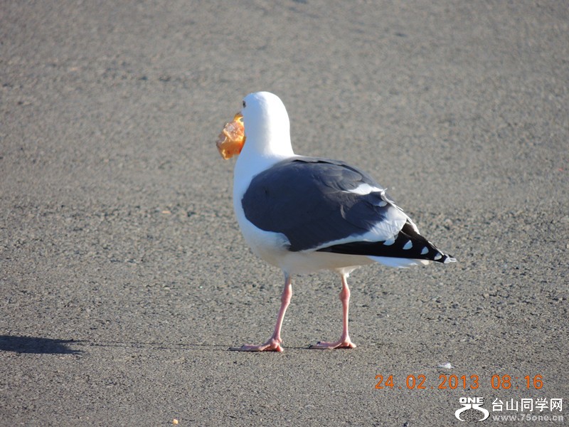 bird 1029_.jpg