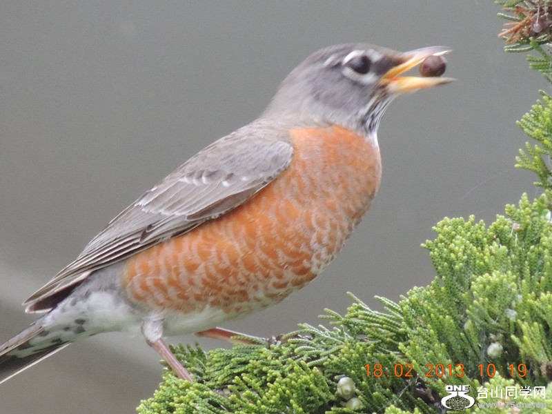 bird 778_.jpg