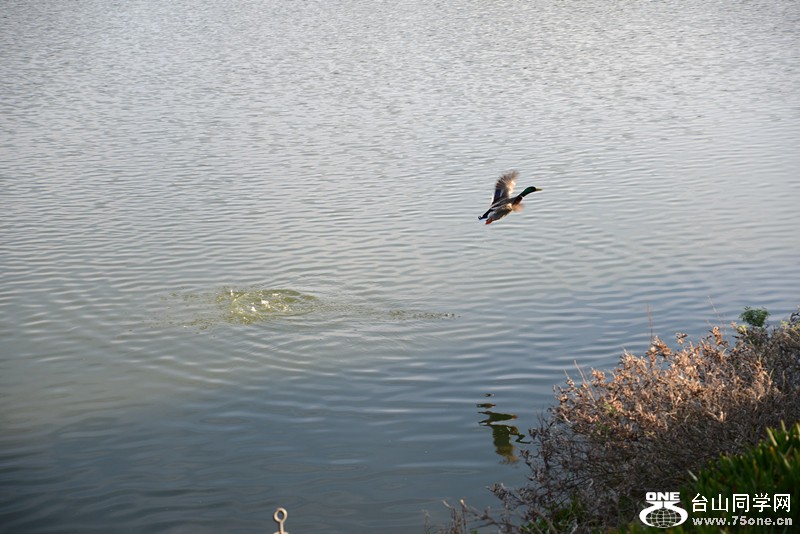 bird 1042_.jpg