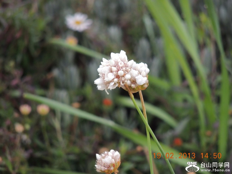flower 621_.jpg