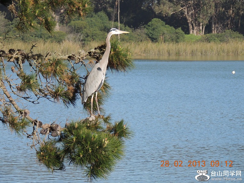 bird 1243_.jpg