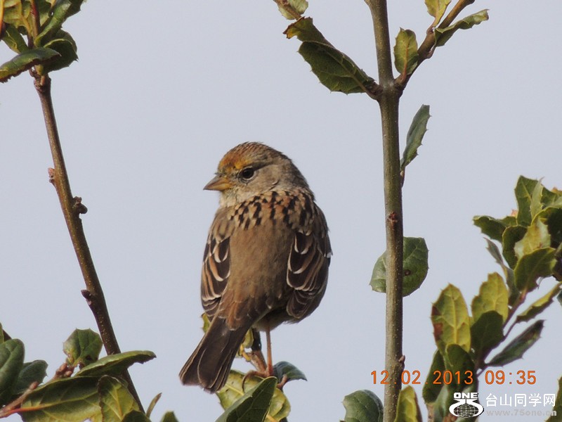 bird 395_.jpg