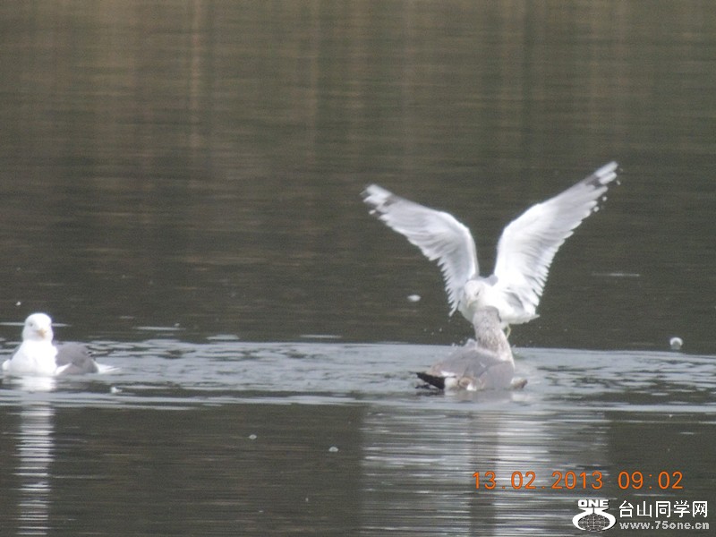 bird 435_.jpg