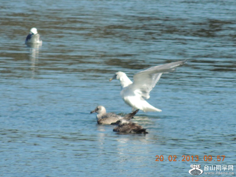 bird 873_.jpg