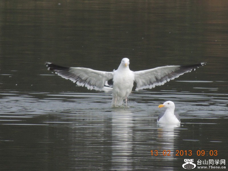 bird 444_.jpg