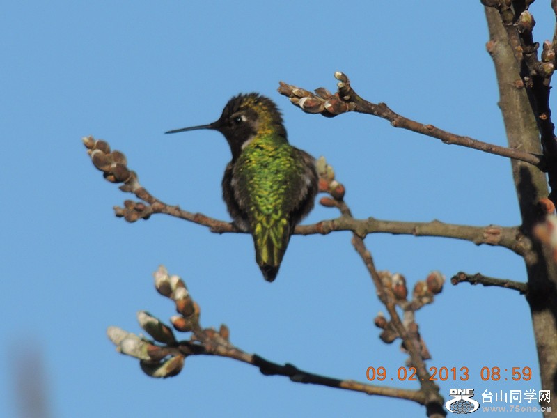 bird 356_.jpg