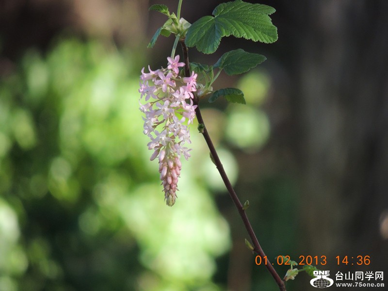 flower 189_.jpg