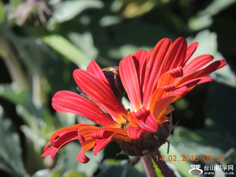 flower 444_.jpg