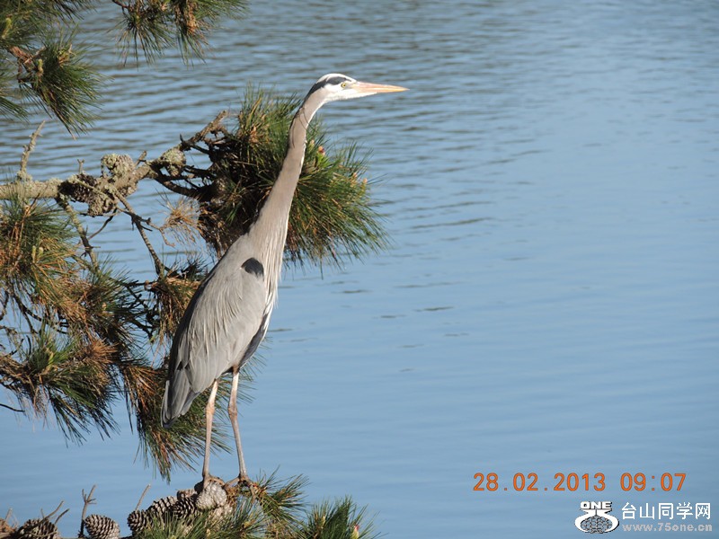 bird 1230_.jpg