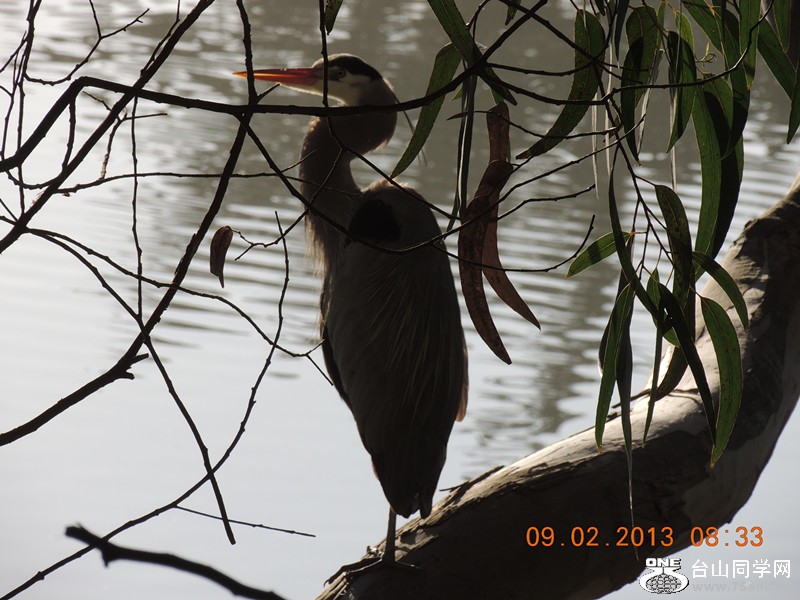 bird 341_.jpg