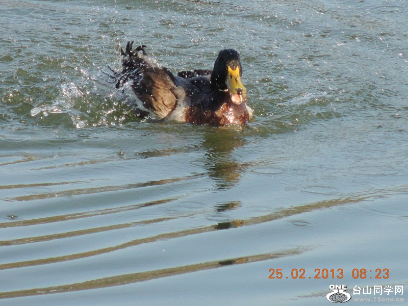 bird 1127_.jpg