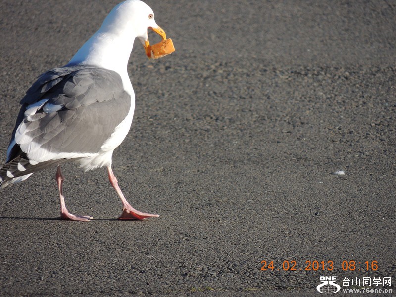 bird 1025_.jpg